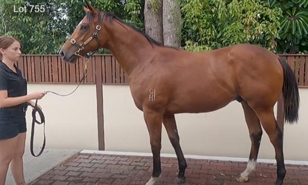 Image of Thoroughbred Sales