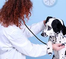 Afbeelding van New South Veterinary Centre