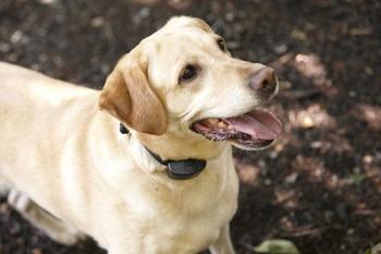 Image of DogWatch of Dayton
