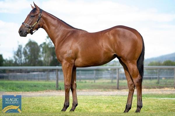 Image of Thoroughbred Sales