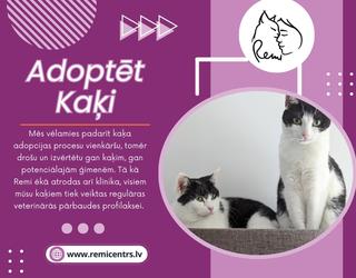 Adoptēt Kaķi