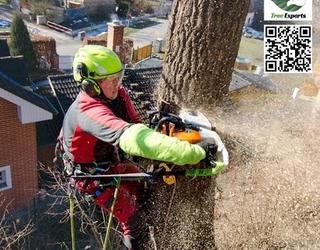 Image of Eagle Tree Experts