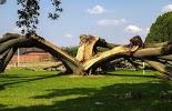 Image of SavATree - Tree Service & Lawn Care