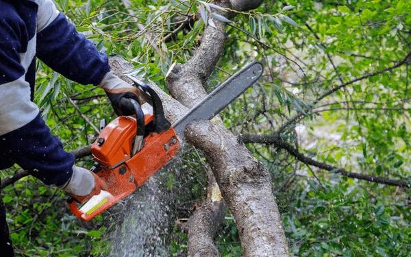 Image of Top Notch Tree Service of Westfield