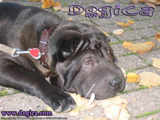 www.dogica.com