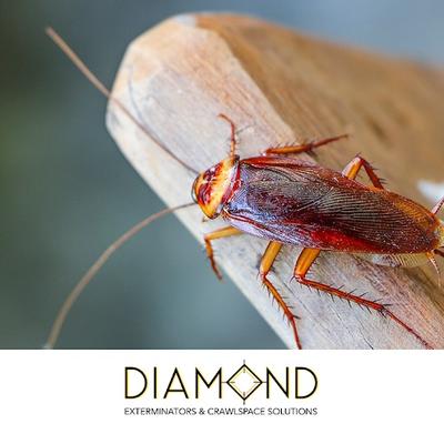 Image of Diamond Exterminators