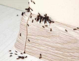 Defender Pest Control Specialists