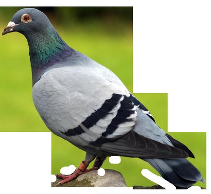 Afbeelding van Pest Control Midrand