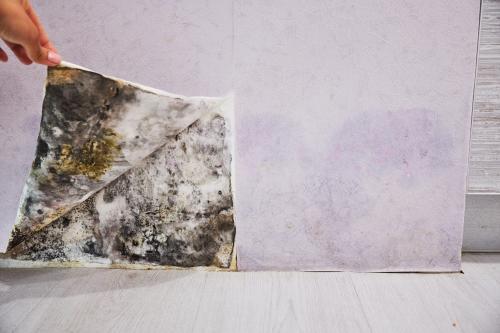 Image of Ashburn Mold Removal Pros