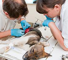 Afbeelding van New South Veterinary Centre