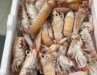 Imazhi i Peshk i Freskët Olti