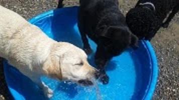 Image of Paws Playgrounds