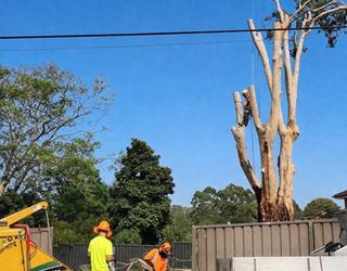 Image of Ace Tree Care