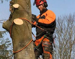 Image of The Tree Company Mn.