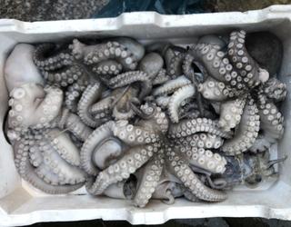 Imazhi i Peshk i Freskët Olti