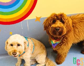 Image of Dogs in Town