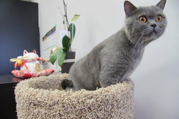 Image of WM Pet Services & Boutique