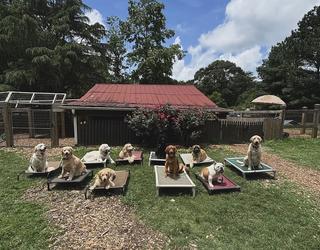 Image of Atlanta Dog Trainer