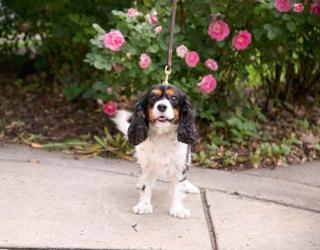 Image of Windy City Paws