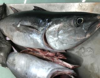 Imazhi i Peshk i Freskët Olti