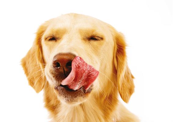 Yodoggo Food: High-Proteins, Balanced-Fats & Low-Carbs
