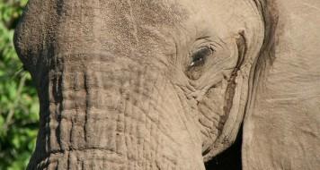 Afbeelding van Out in Africa B.V.