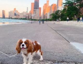 Image of Windy City Paws
