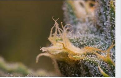 Image de BC Medi Chronic
