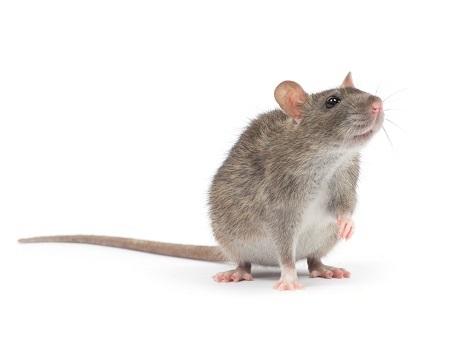 Image de Pest Control Markham Exterminator