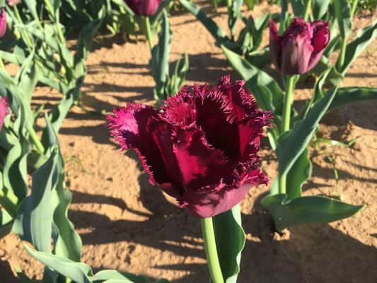 Image of Texas-Tulips, LLC