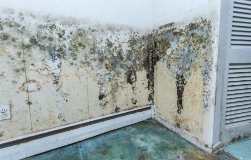 Image of Ashburn Mold Removal Pros