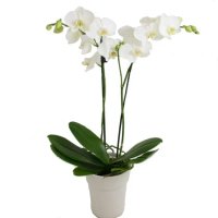Afbeelding van Kaiflora