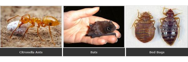 Image of All-Pest Control Services Inc