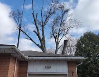 Image de Elite Tree Service