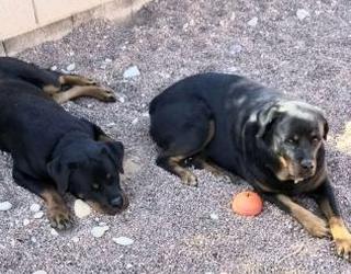 Image of The Pet Nanny In-Home Pet Sitters, LLC