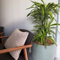 Image of Greenery Hire 