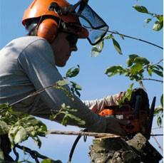 Image of Stump Grinding Adelaide | Stump Removal Adelaide