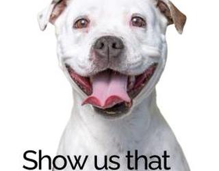 Image de Pearly Whites for Pets