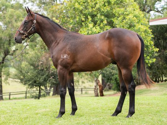 Image of Thoroughbred Sales