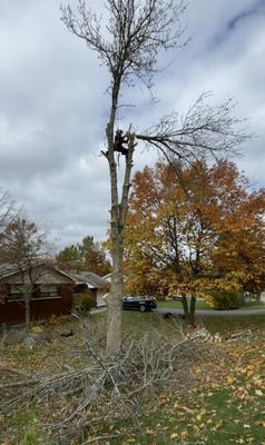 Image of Local Tree Removal