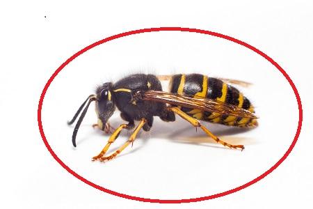 Image de Pest Control Markham Exterminator