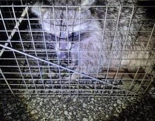 Image of Kia Pest Control & WildLife Removal