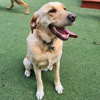 Image of Royvon Dog Training & Hotels - Esher