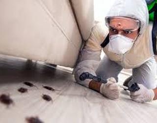 Image de Ultimate Pest Solutions - Pest Control Vaughan