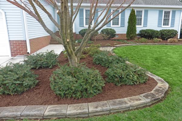 Image of Dr. Dan's Landscaping & Architectural Design