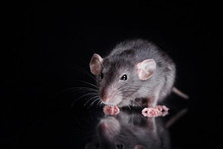 Image de Pest Control Markham Exterminator
