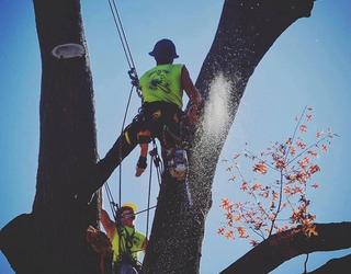 Image of Green Leaf Tree Surgeons