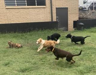 Image of Barkley Park Dog Day Care