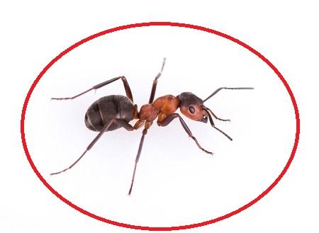 Image de Pest Control Markham Exterminator