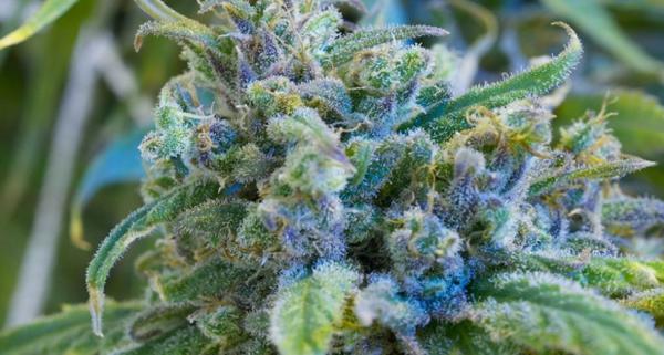 Image de West Coast Weeds